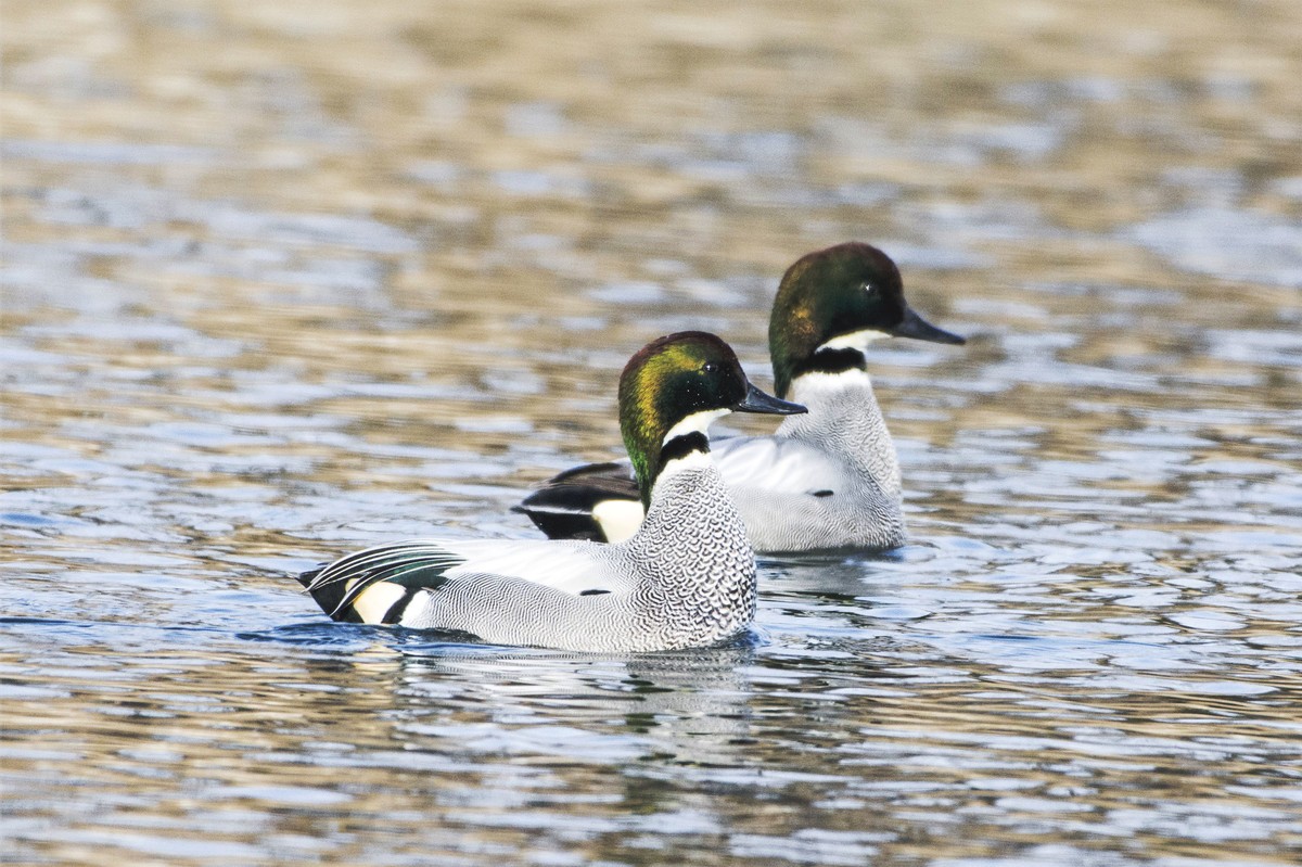 绿头鸭与罗纹鸭