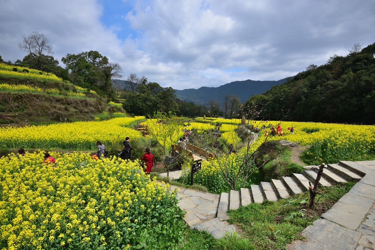 婺源看花