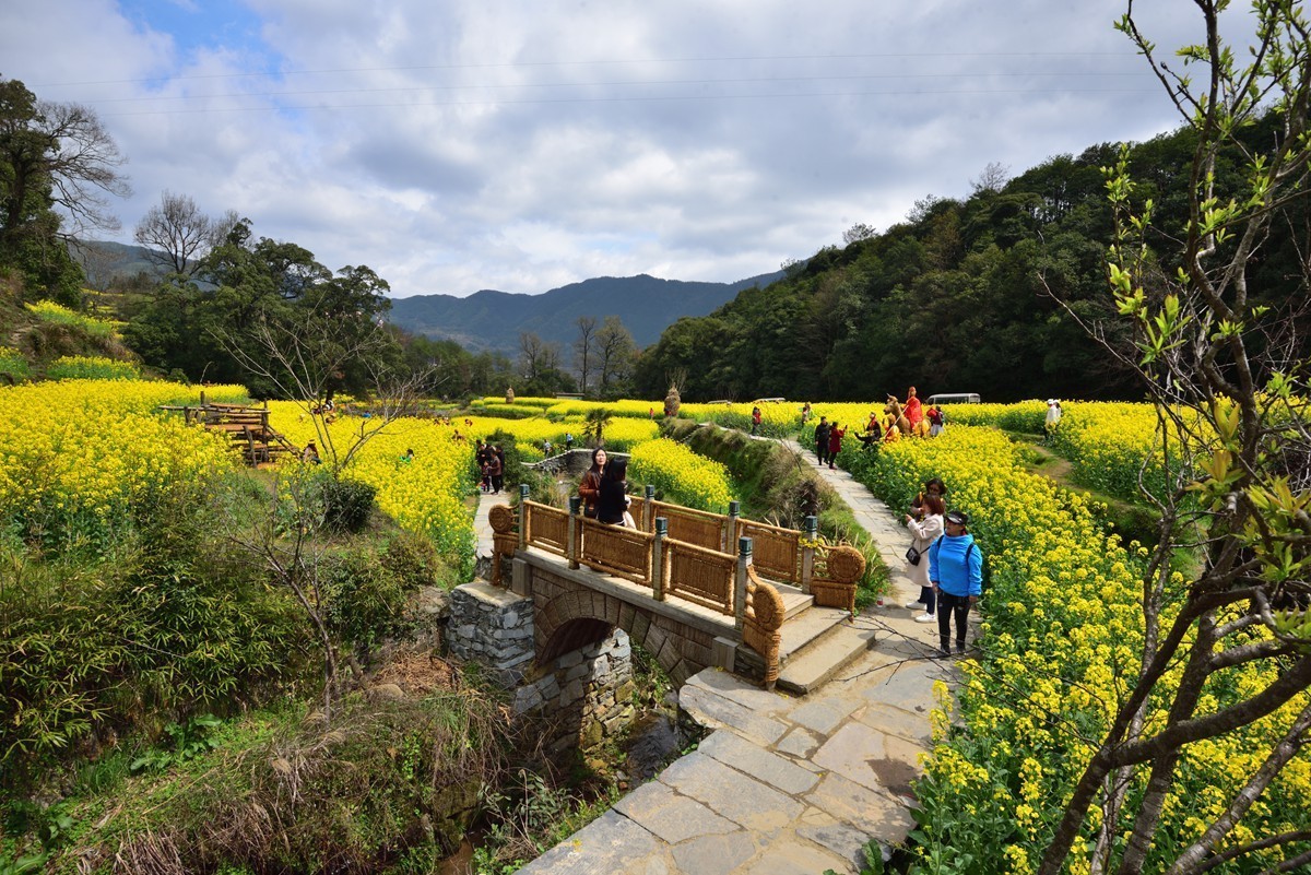 婺源看花