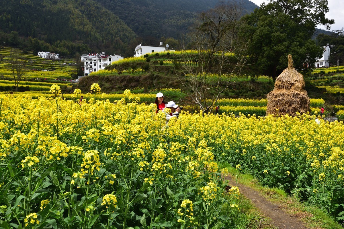 婺源看花
