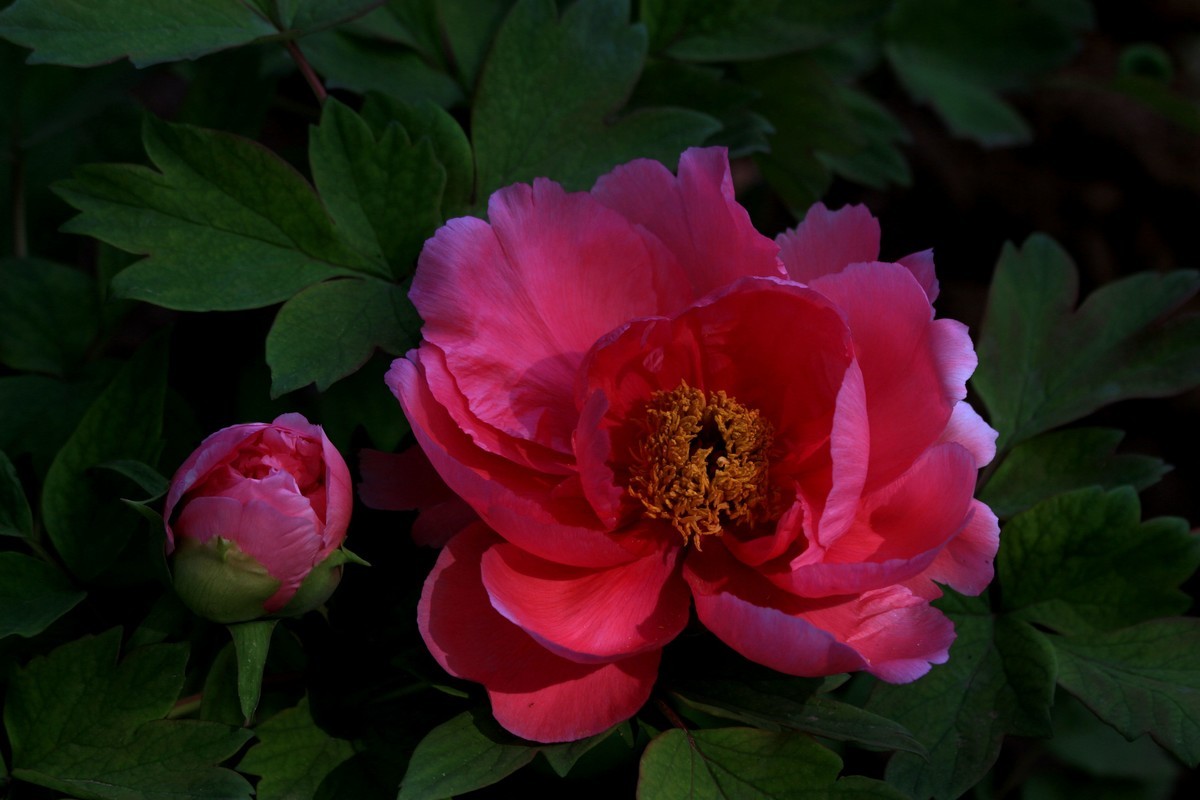 牧丹花开春满园，好友点评。