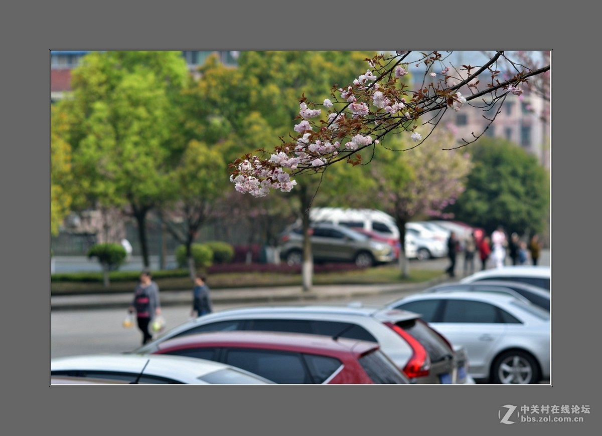 校园樱花