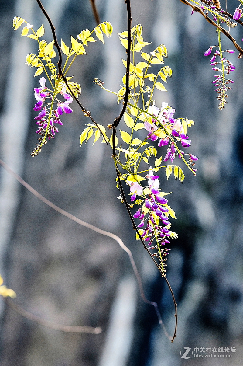 紫藤花拍摄 4-中关村在线摄影论坛