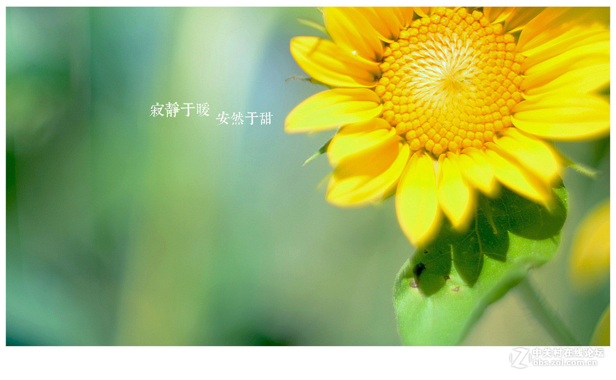 【左边视觉】夏末~~~~（八羽怪试片）~长夏逝去~岁月静好~