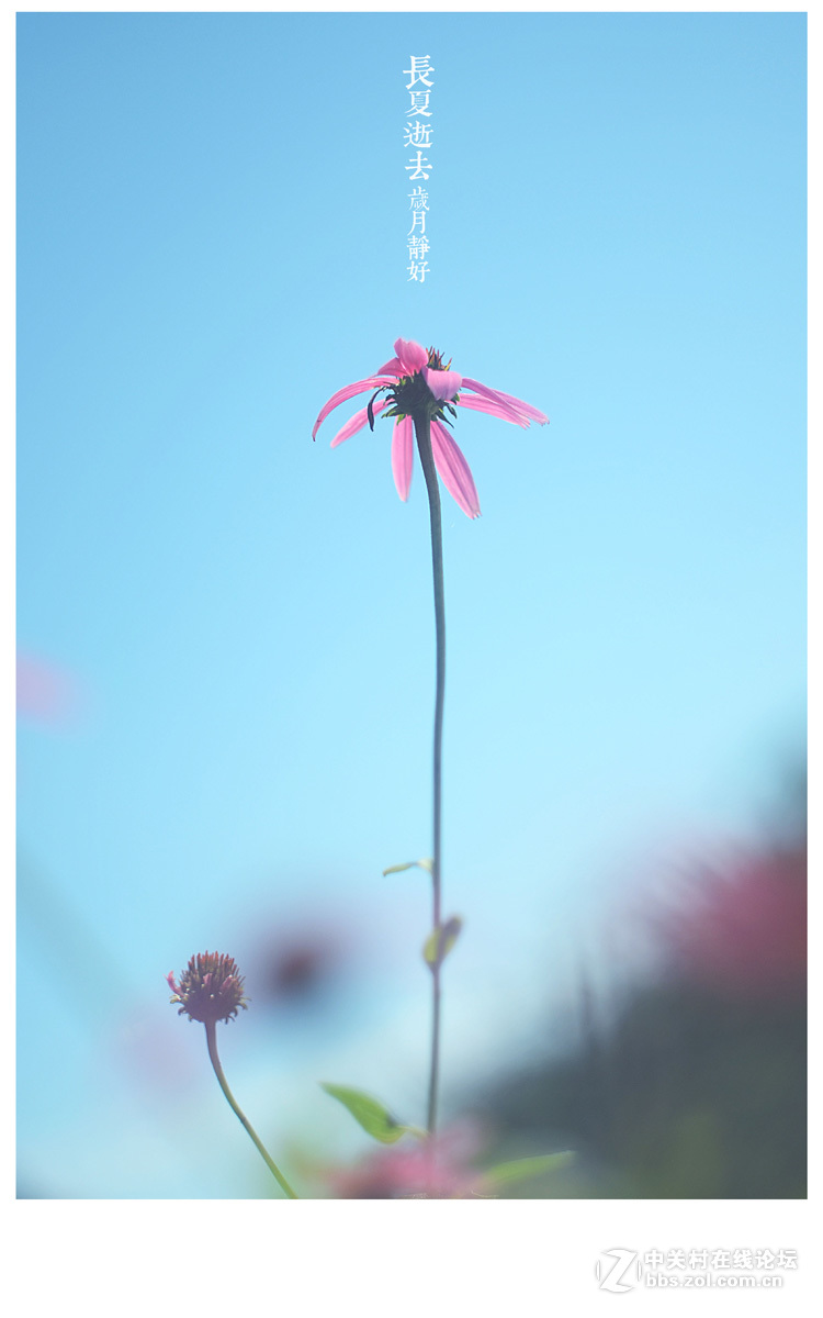 【左边视觉】夏末~~~~（八羽怪试片）~长夏逝去~岁月静好~