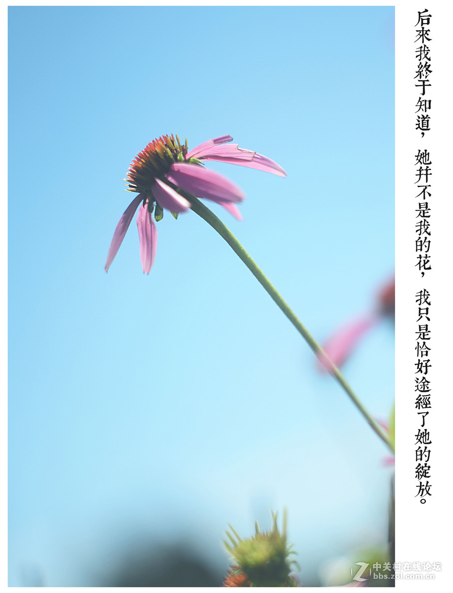 【左边视觉】夏末~~~~（八羽怪试片）~长夏逝去~岁月静好~