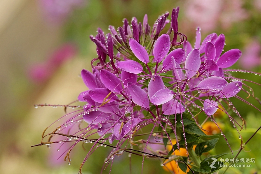 --------羊昌镇“花画小镇”随拍--------