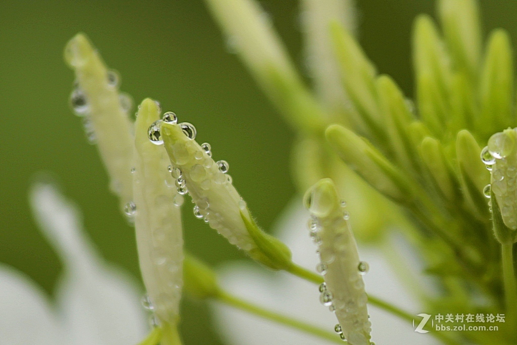 --------羊昌镇“花画小镇”随拍--------