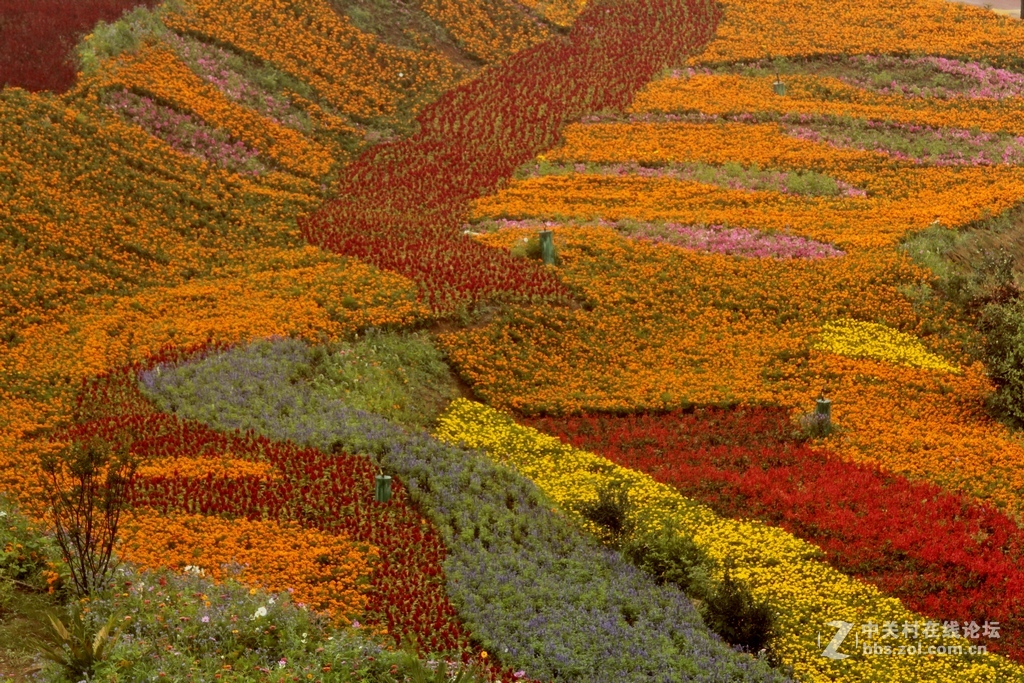 --------羊昌镇“花画小镇”随拍--------