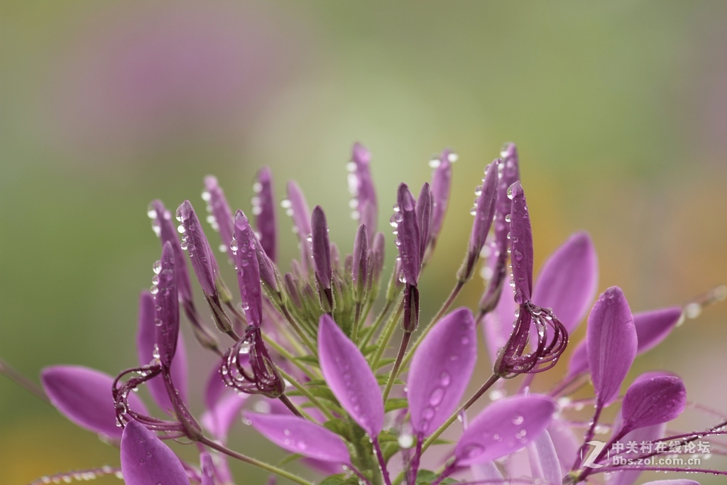 --------羊昌镇“花画小镇”随拍--------