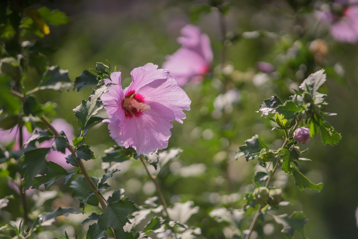 小区的木槿花------东蔡3.5/135试镜