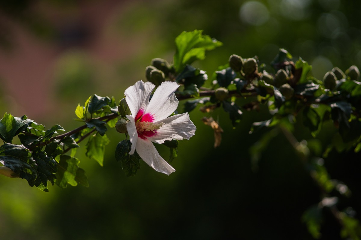 小区的木槿花------东蔡3.5/135试镜