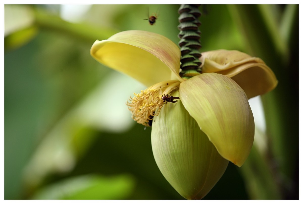 生态小品 芭蕉心