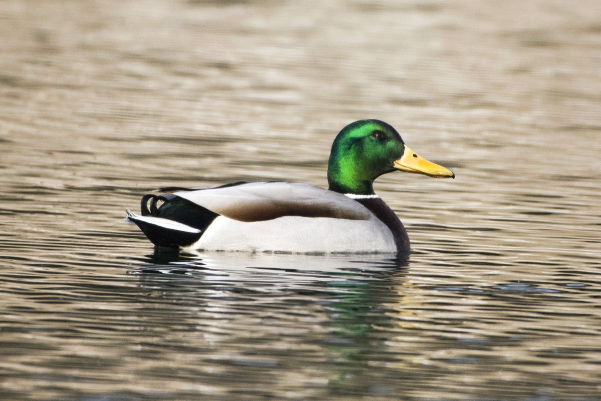 绿头鸭与罗纹鸭