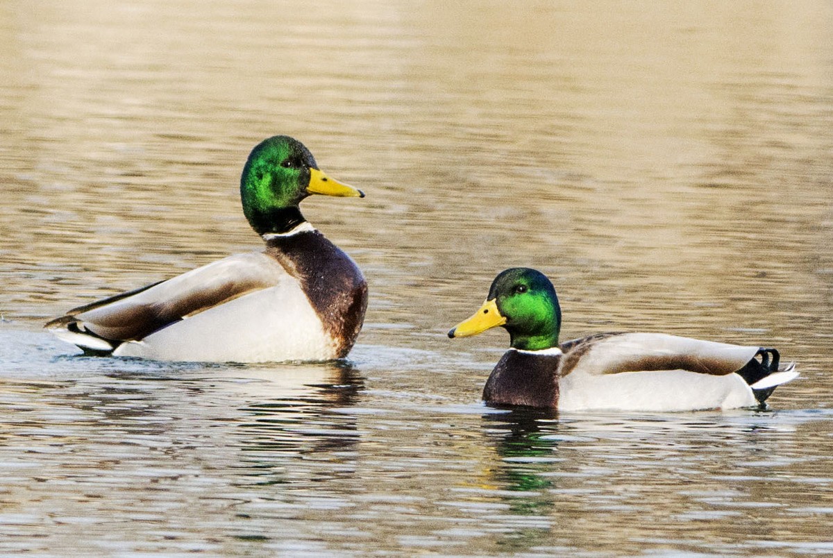 绿头鸭与罗纹鸭