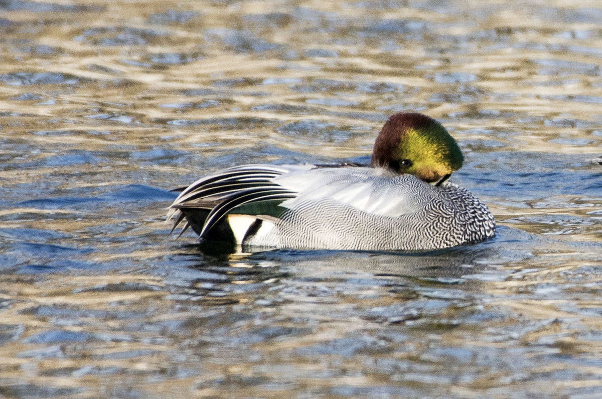 绿头鸭与罗纹鸭
