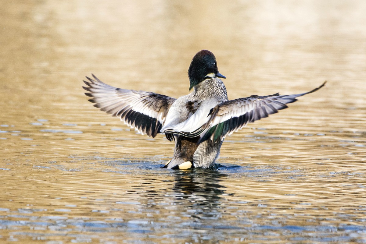 绿头鸭与罗纹鸭