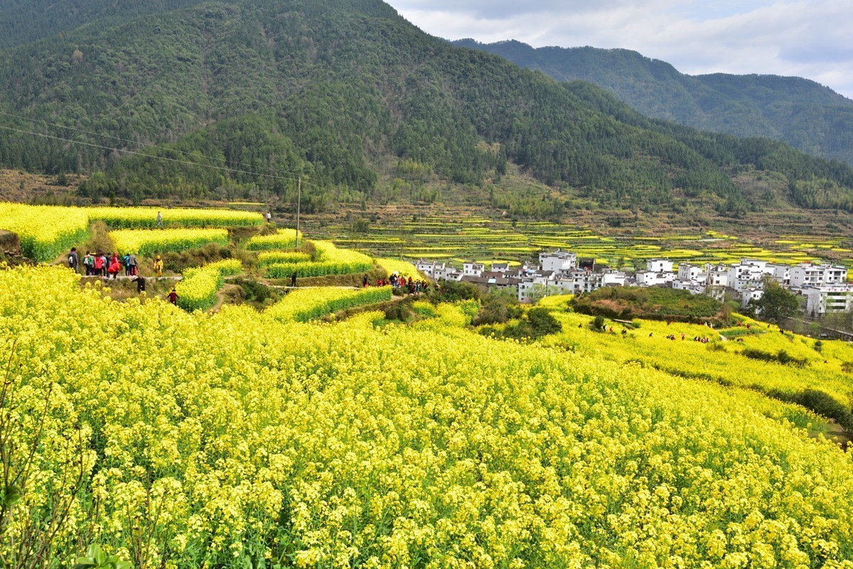 婺源看花