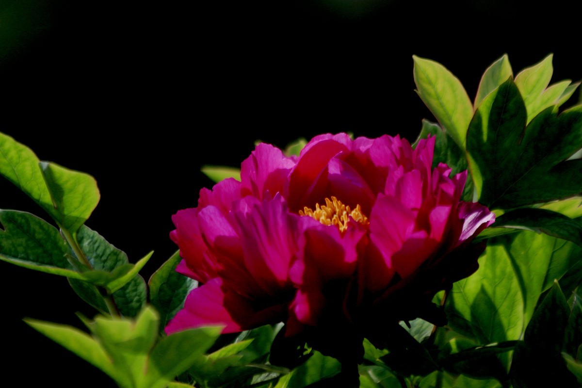 牧丹花开春满园，好友点评。