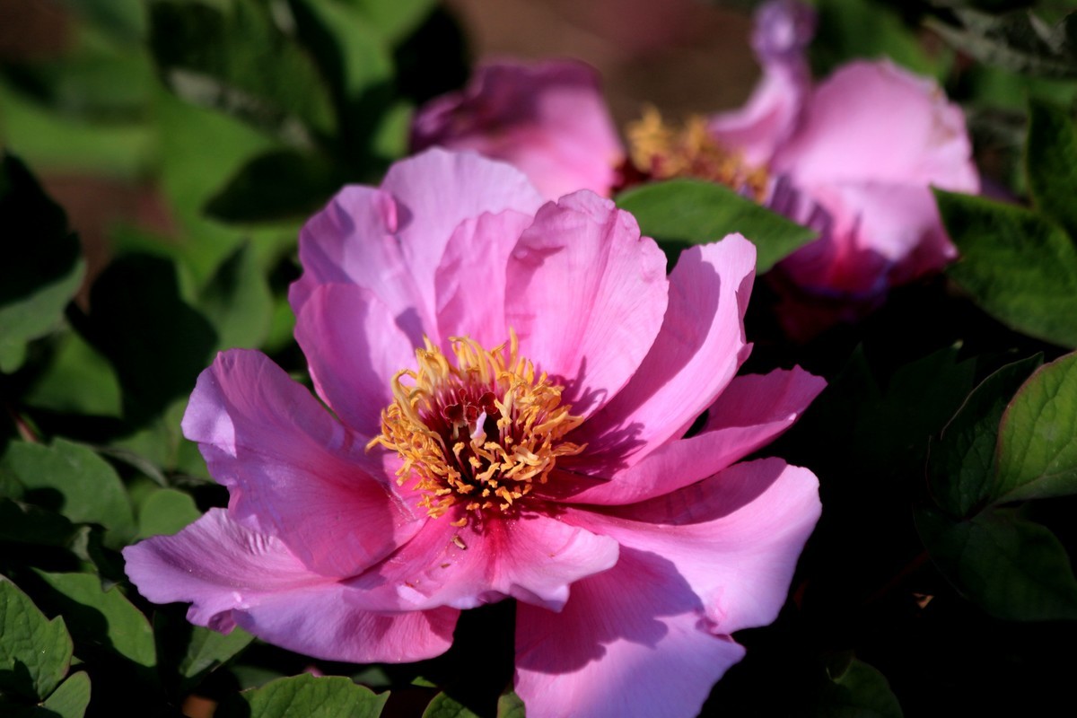 牧丹花开春满园，好友点评。