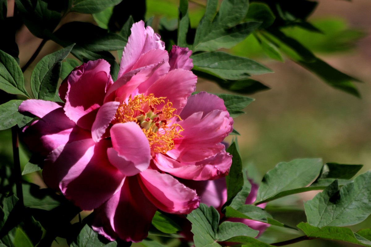 牧丹花开春满园，好友点评。