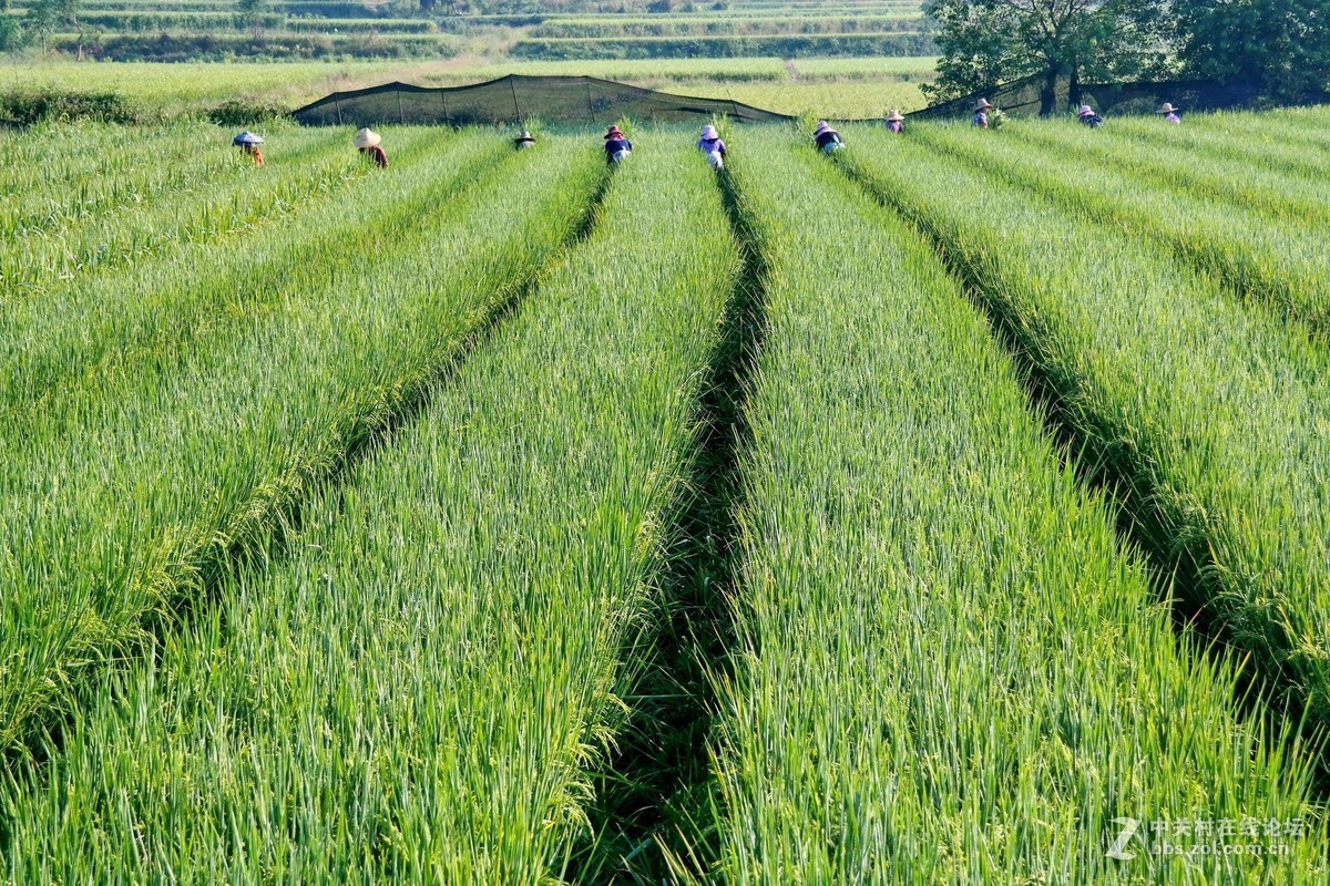 金秋时节（这板块太冷清了，发发照片，增添人气）