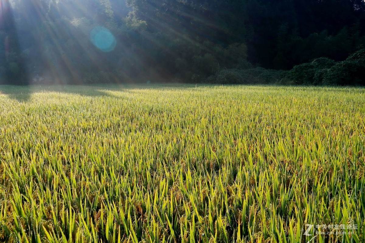 金秋时节（这板块太冷清了，发发照片，增添人气）