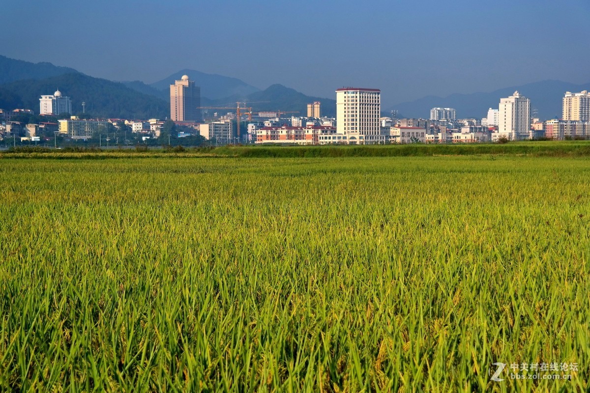 金秋时节（这板块太冷清了，发发照片，增添人气）