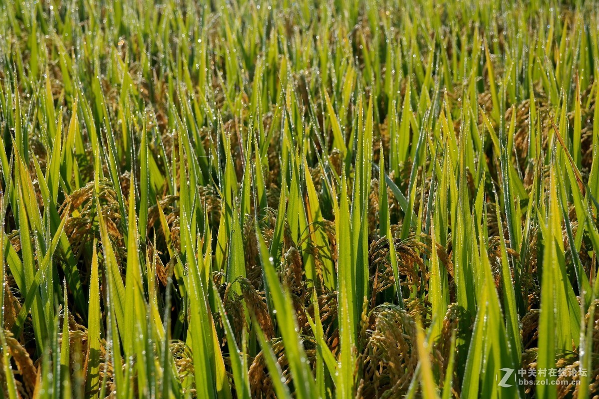 金秋时节（这板块太冷清了，发发照片，增添人气）