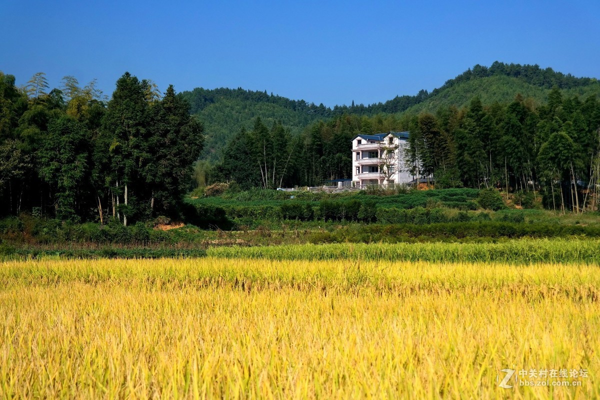 金秋时节（这板块太冷清了，发发照片，增添人气）