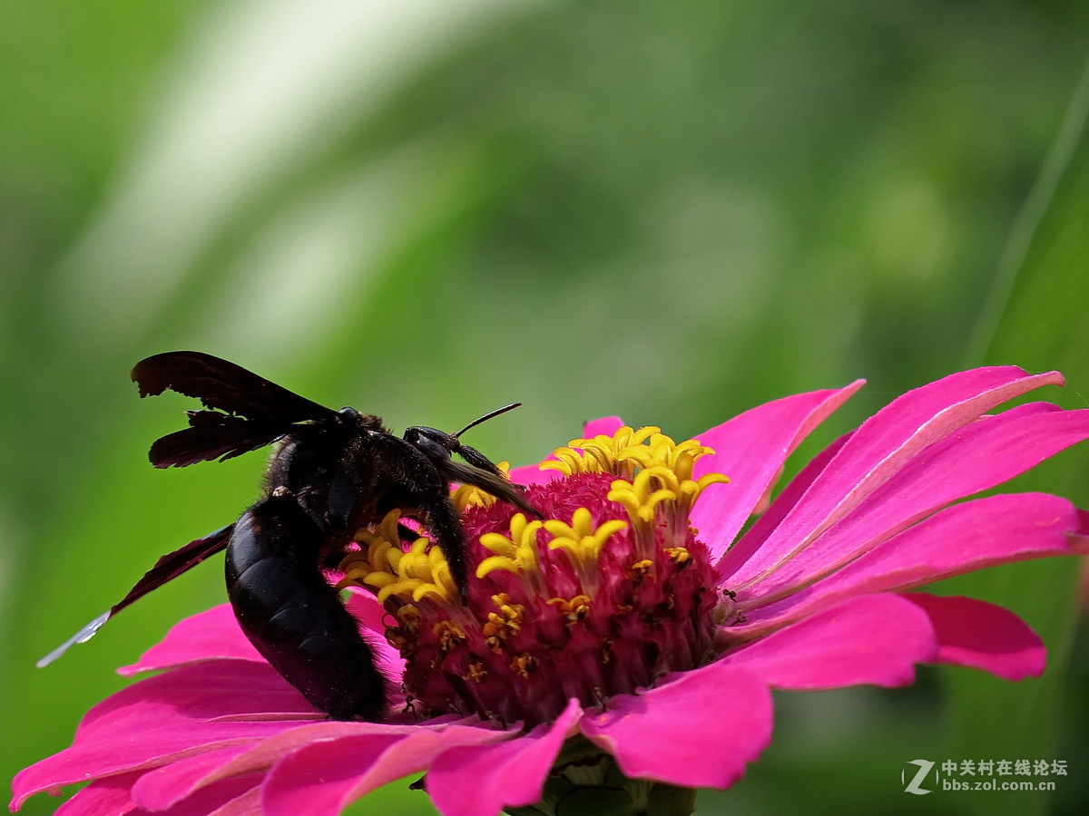 壁纸 黑蜂，昆虫 2560x1600 HD 高清壁纸, 图片, 照片