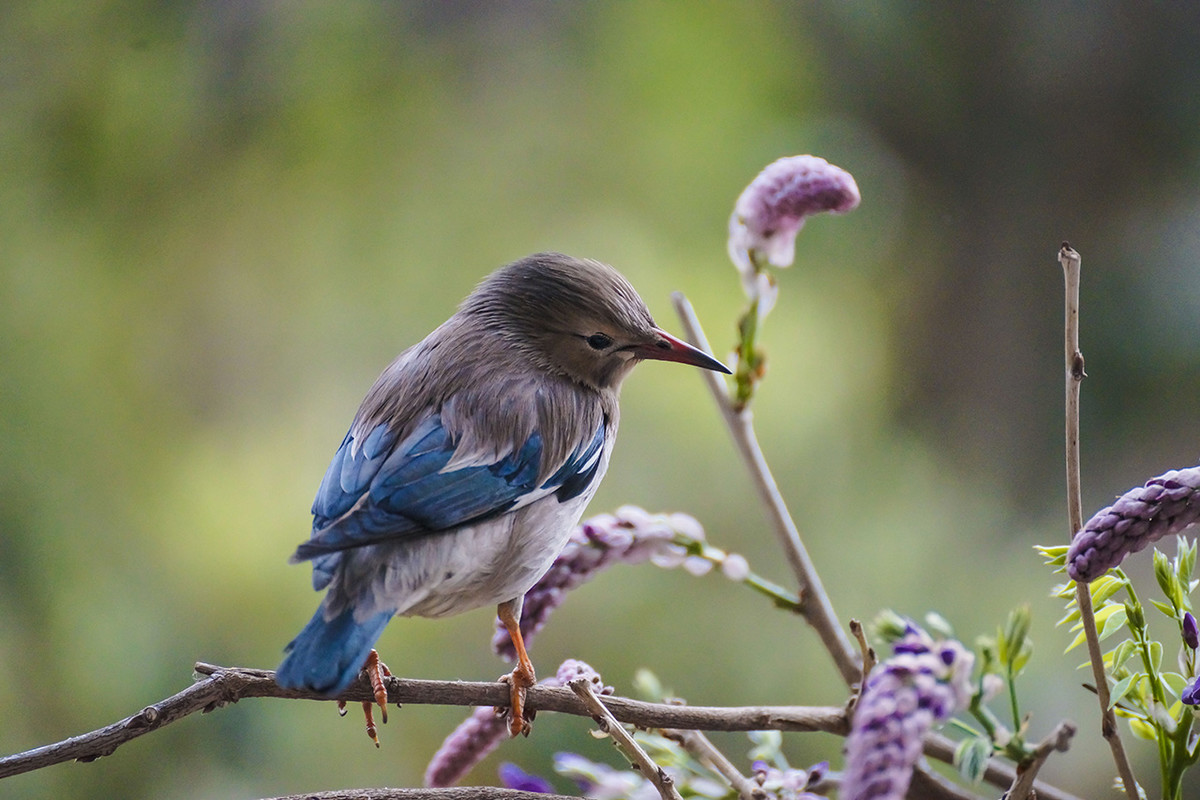 【丝光椋鸟】---拍鸟习作