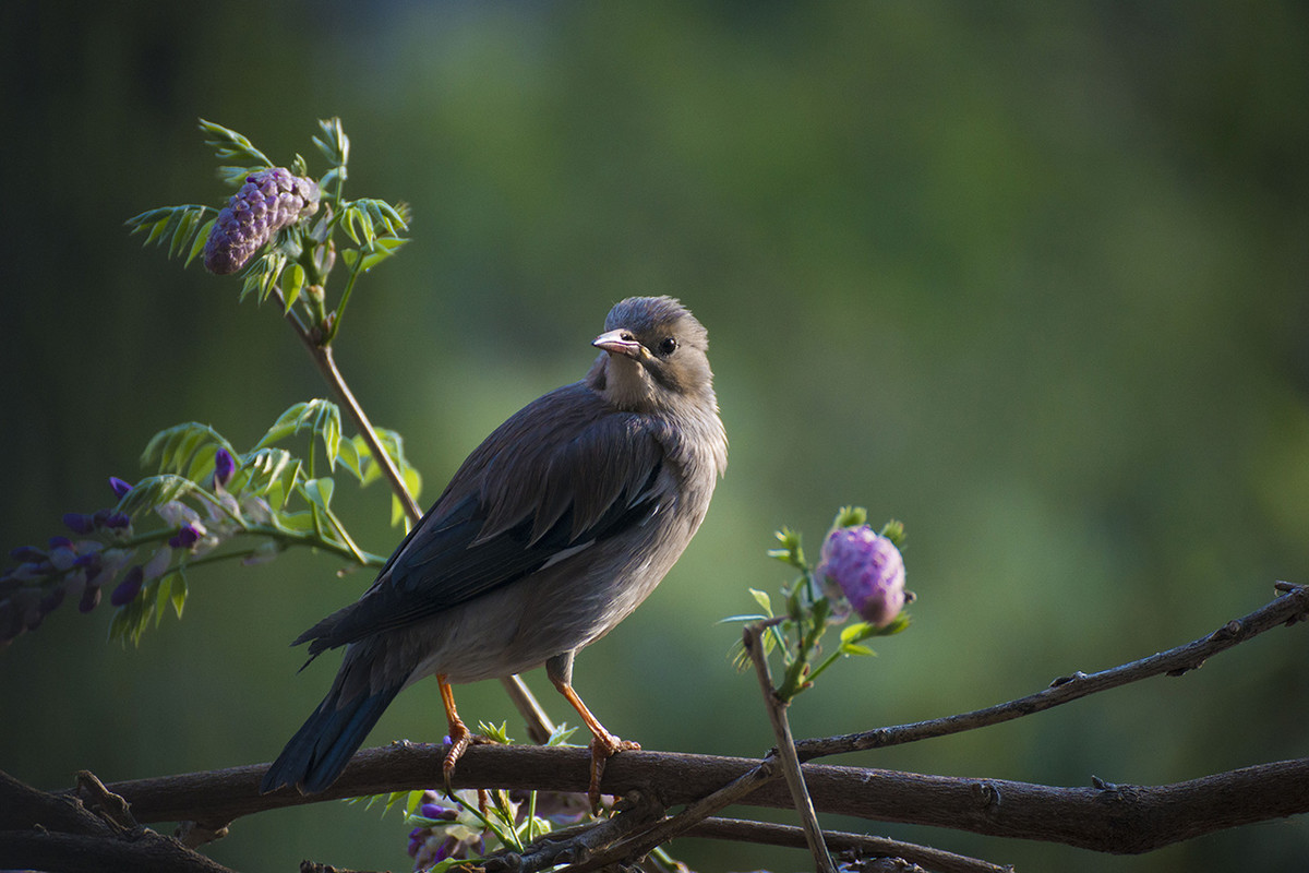 【丝光椋鸟】---拍鸟习作