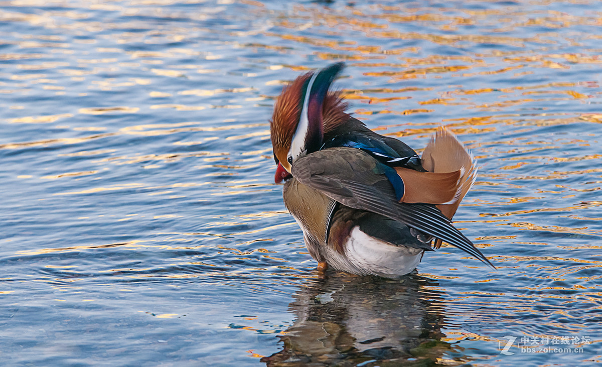 冬日里的海边——鸳鸯