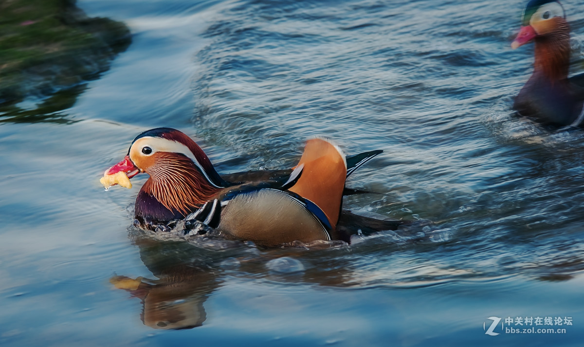 冬日里的海边——鸳鸯