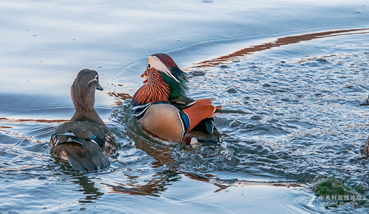 冬日里的海边——鸳鸯