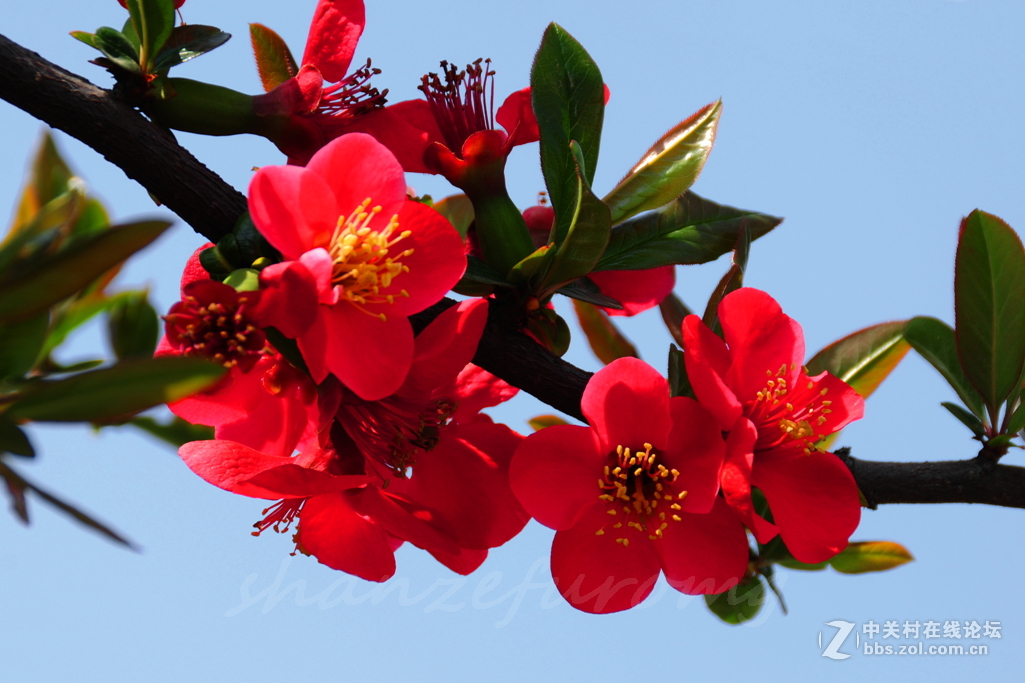 #ZOL月赛-春暖花开#——春到西安世博园