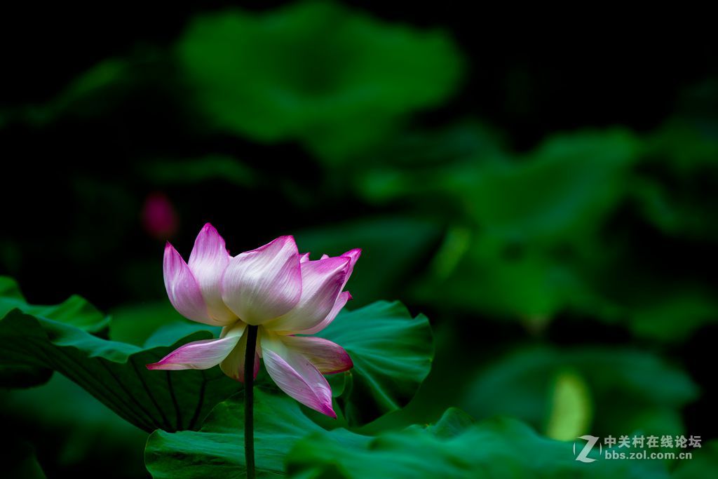 城阳世纪公园的荷花