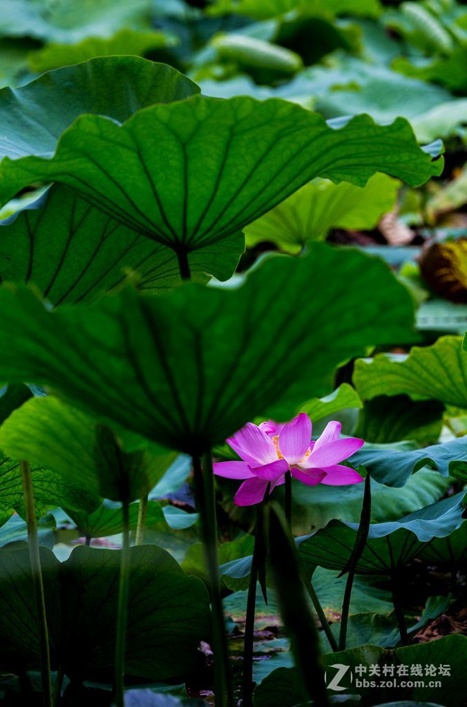 城阳世纪公园的荷花