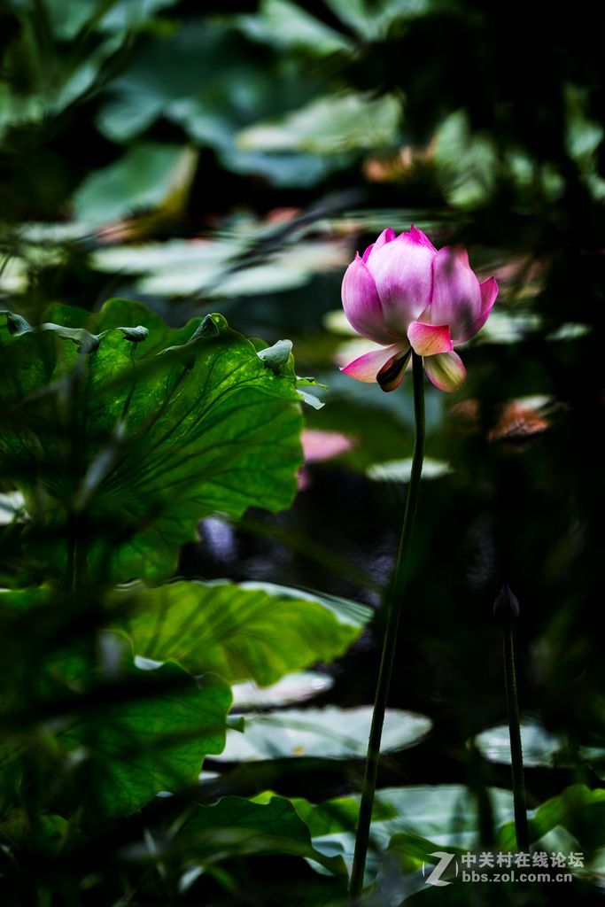 城阳世纪公园的荷花