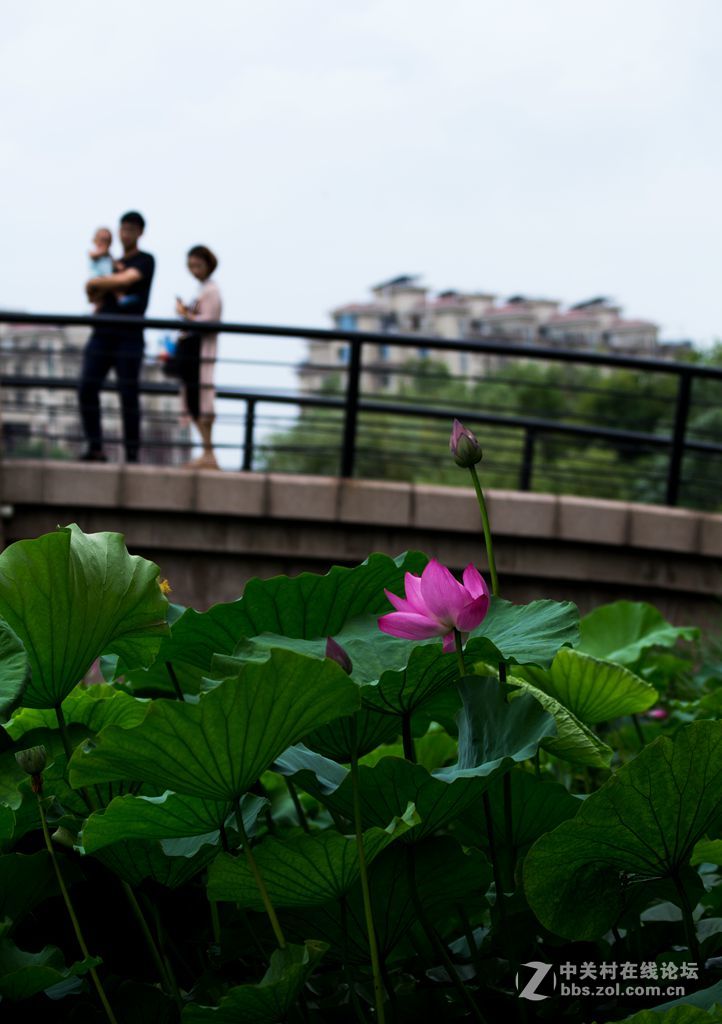 城阳世纪公园的荷花