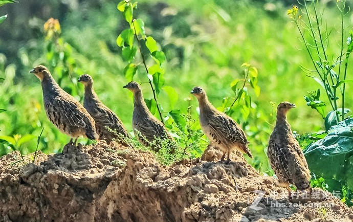 抓拍几只小山鸡
