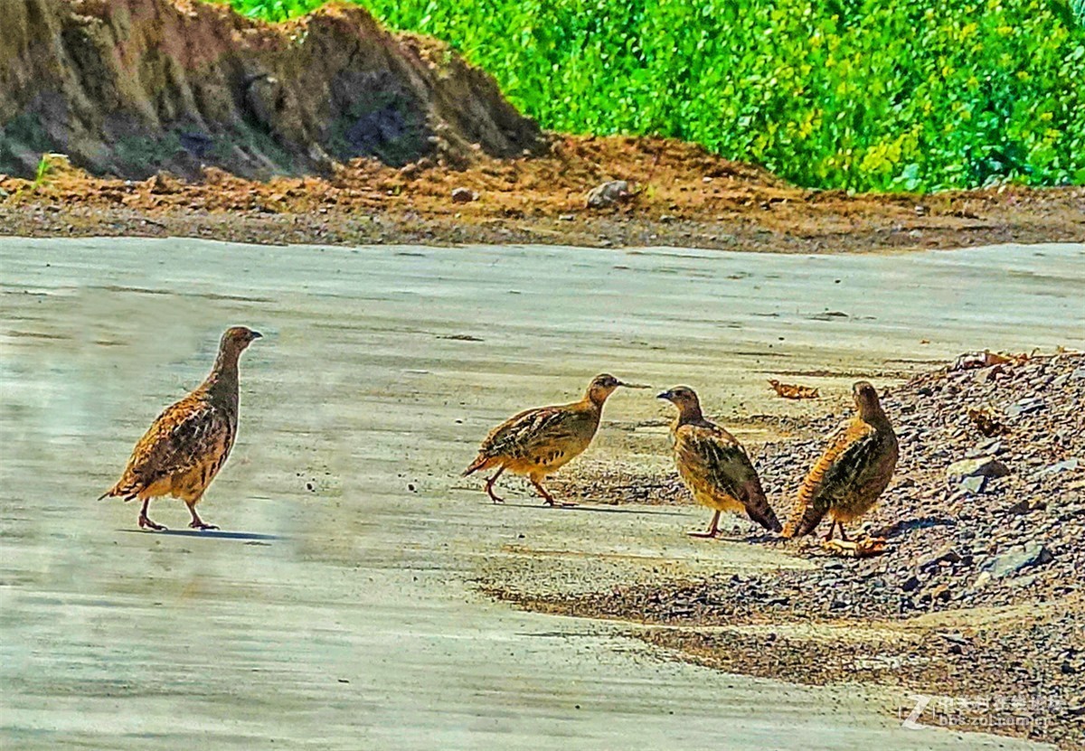 抓拍几只小山鸡