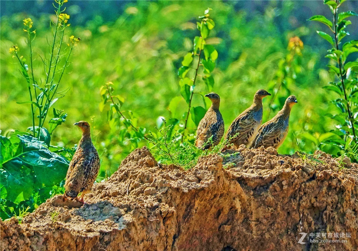 抓拍几只小山鸡