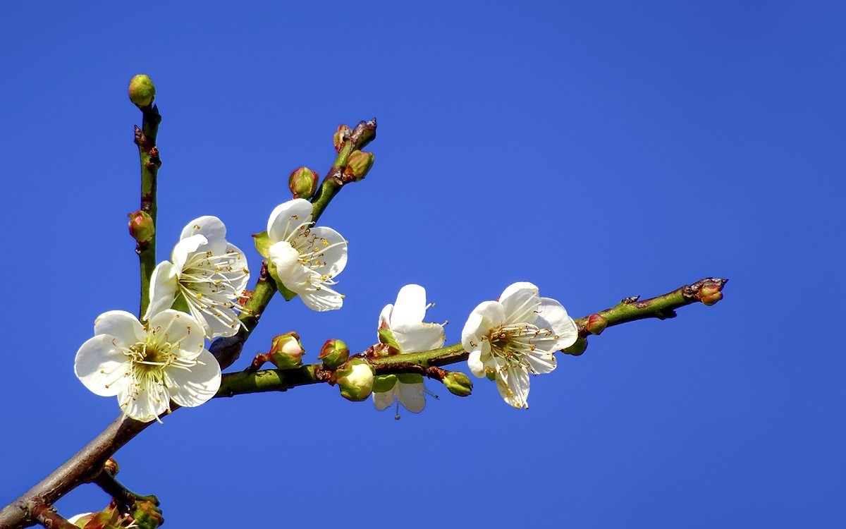 梅花贺新年（HX90试机）