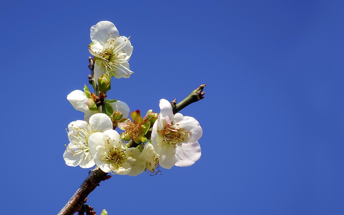 梅花贺新年（HX90试机）