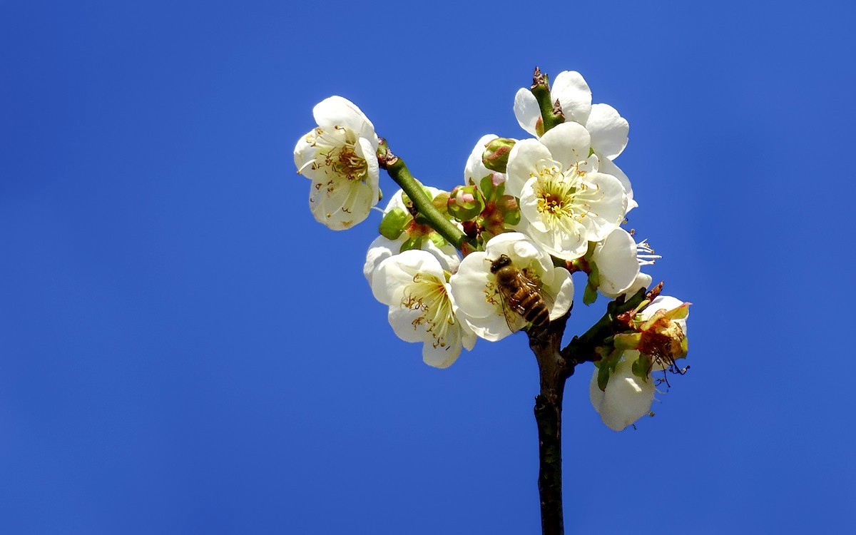 梅花贺新年（HX90试机）