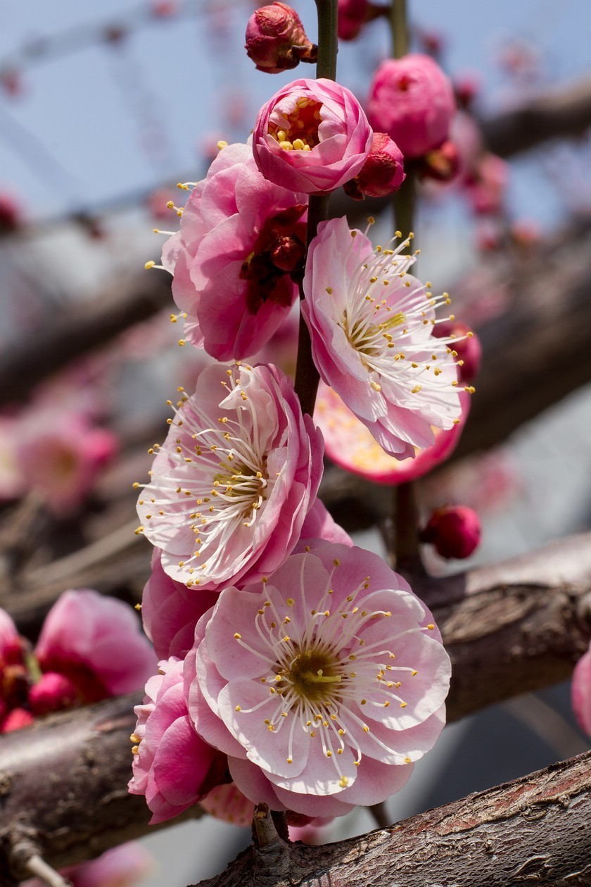 各色梅花
