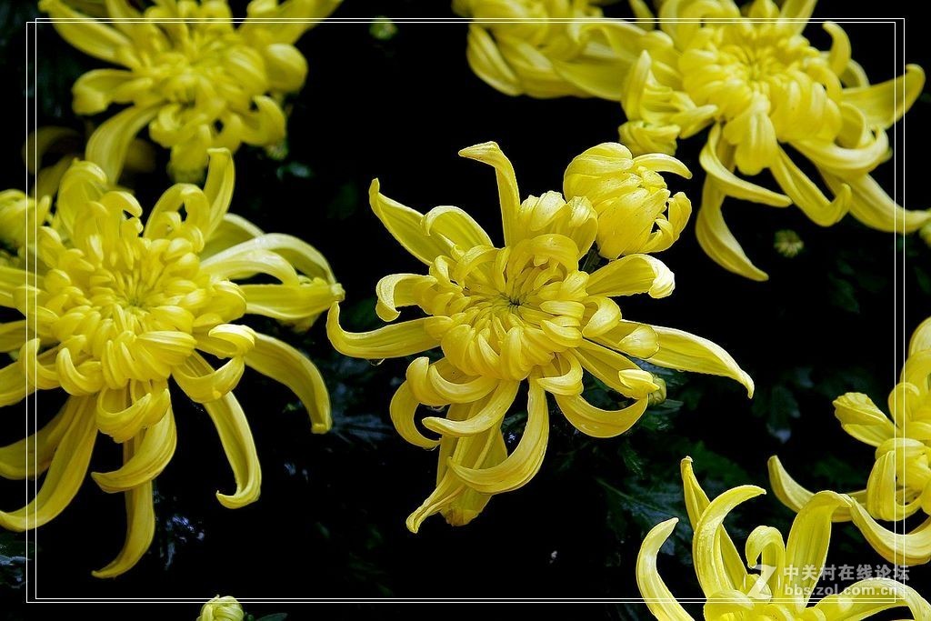 黄菊花