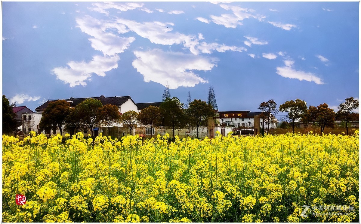 有见油菜花